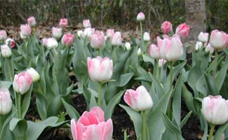 our pink tulips